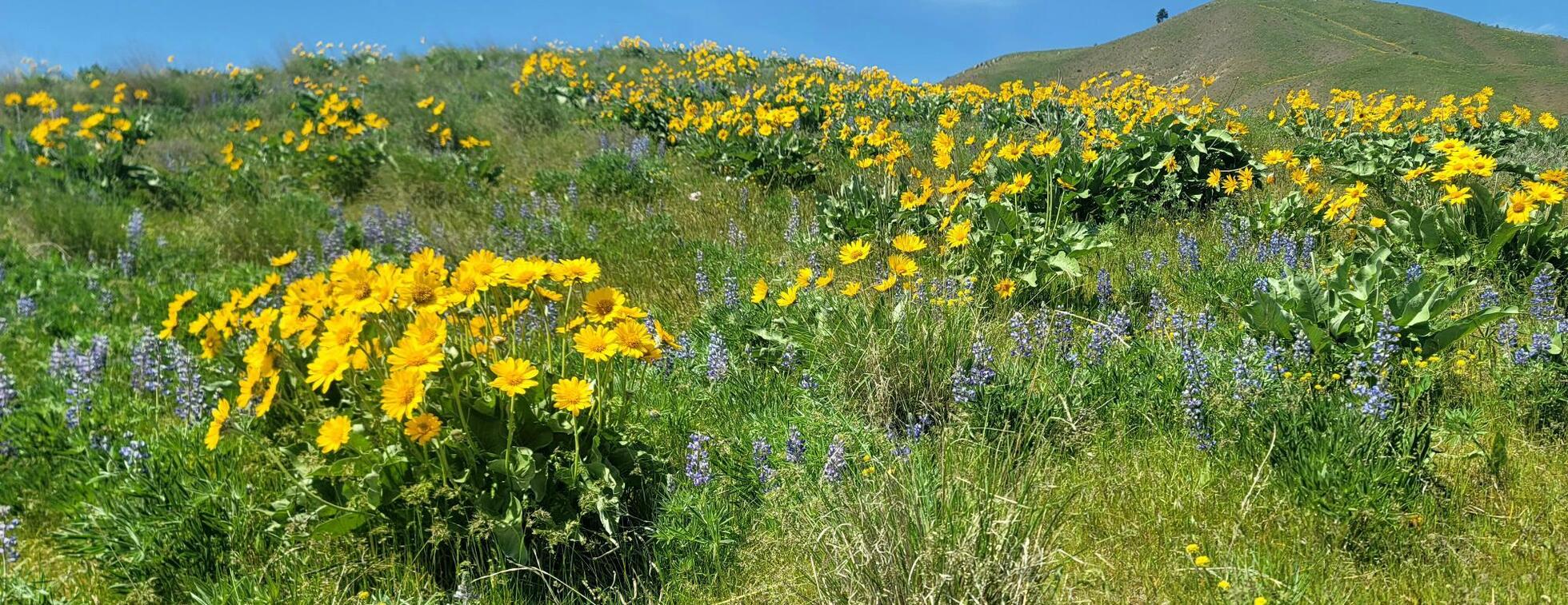 Oct. 20: Volunteer at Sage Hills - Restore Decommissioned Trail